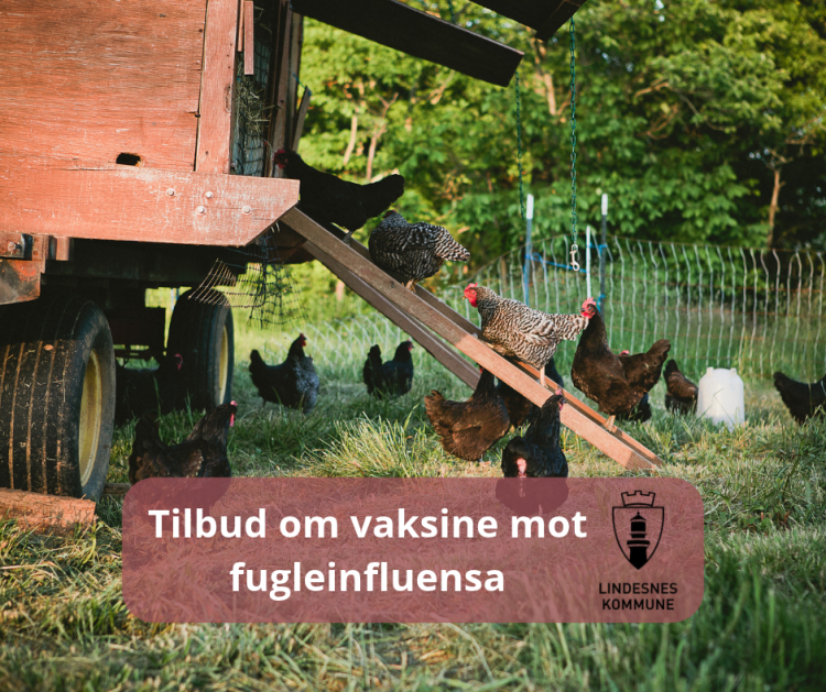 Lenke til artikkel: Tilbud om vaksine mot fugleinfluensa