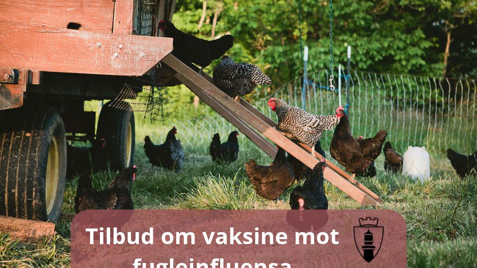 Lenke til artikkel: Tilbud om vaksine mot fugleinfluensa