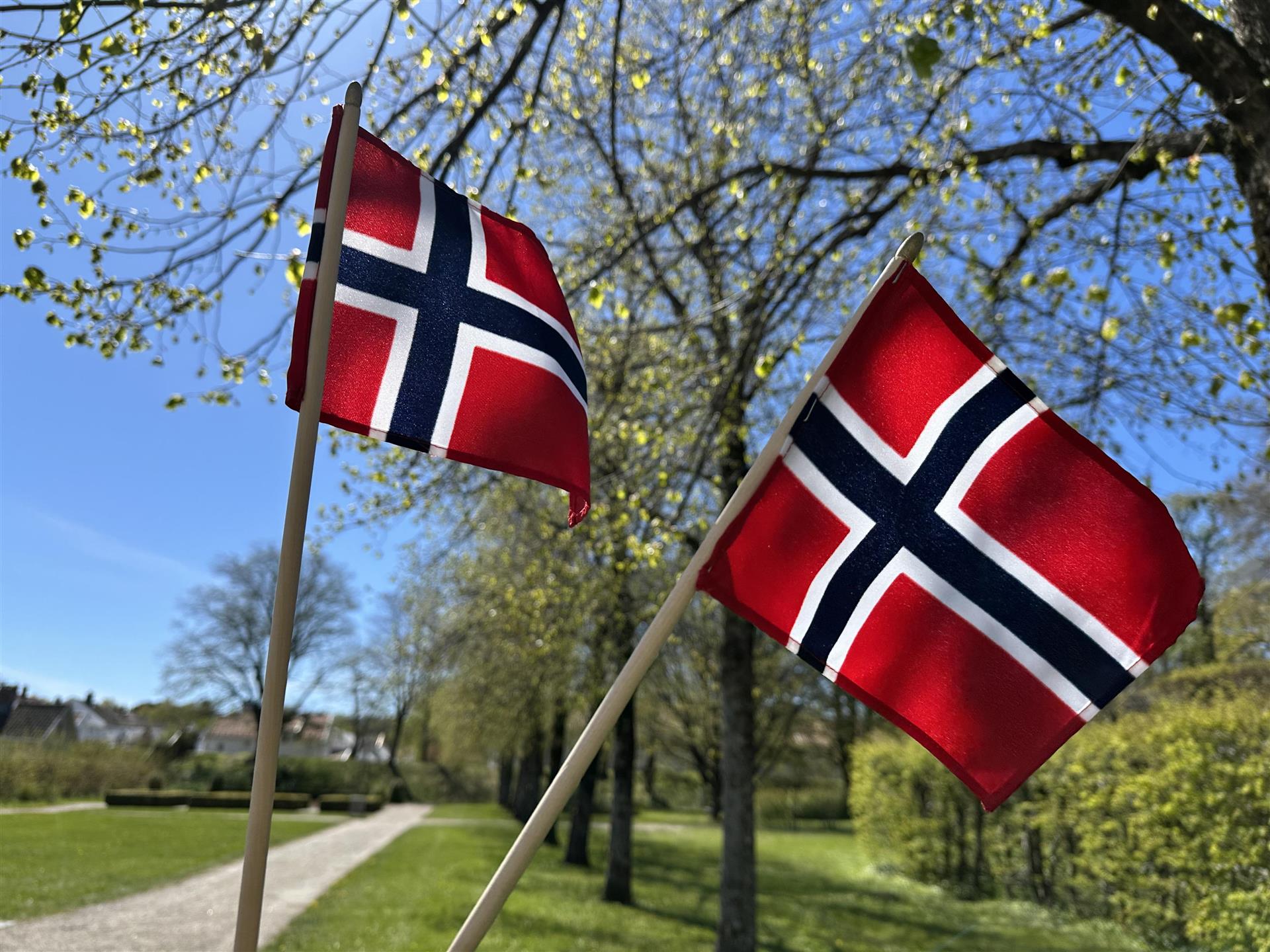 Norske flagg medgrønne busker og trær i bakgrunnen.